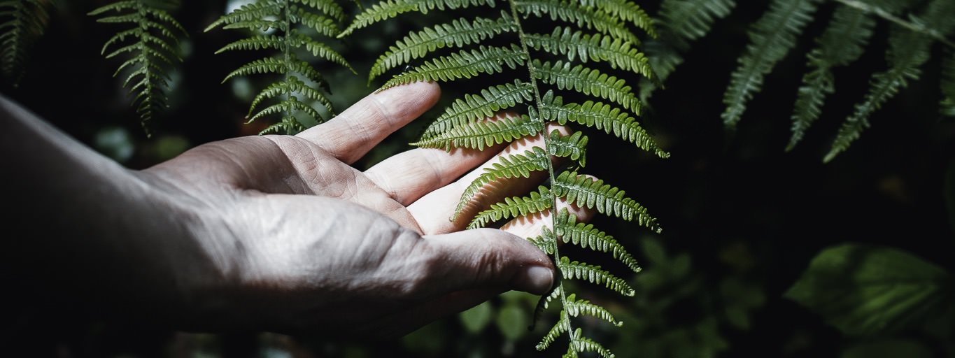 irish fern
